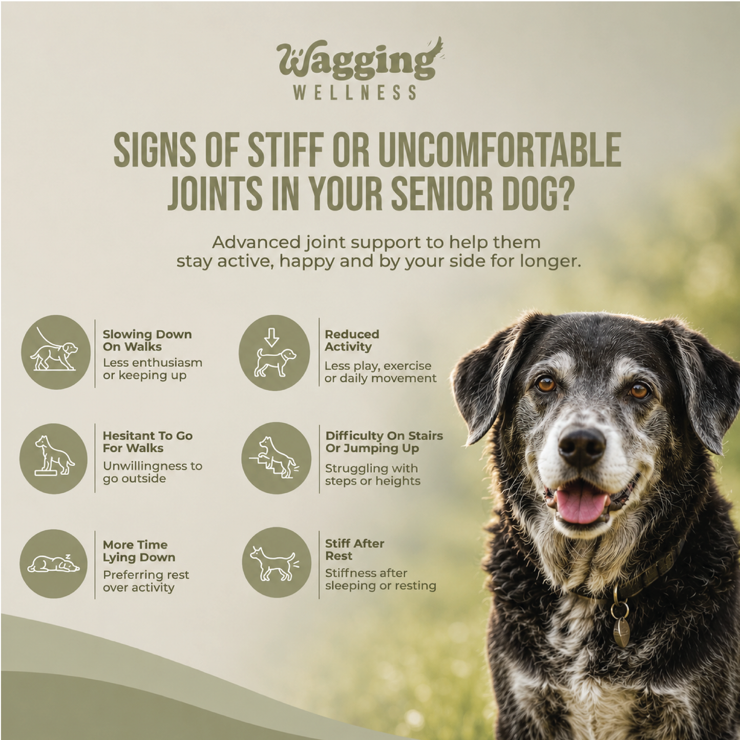 Pro Joint Support for Senior Dogs | Turmeric & Omega 3